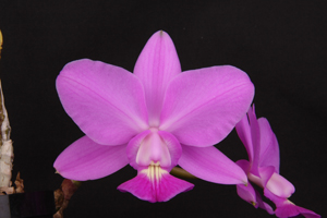 C. walkeriana Sunset Valley Orchids